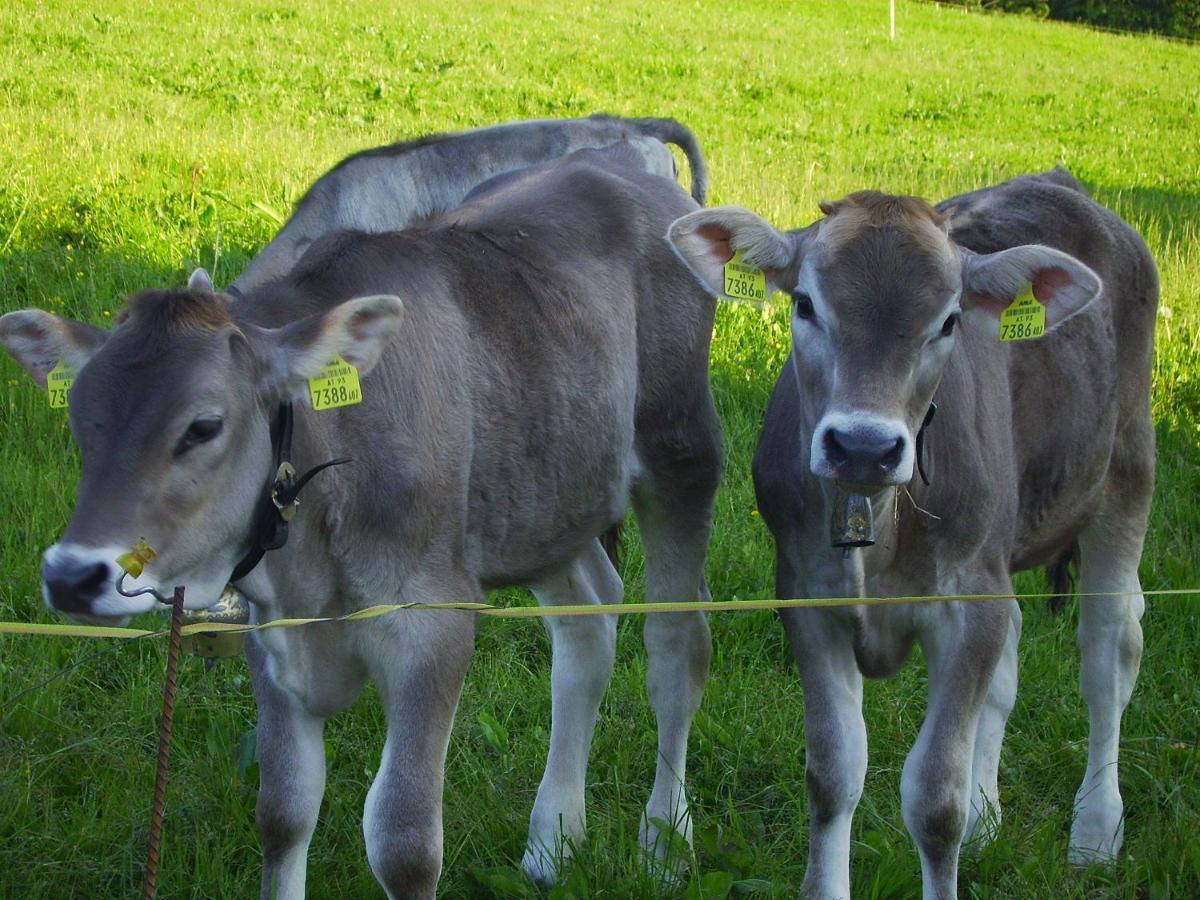 Farm stay Berghof Voeglerbrand