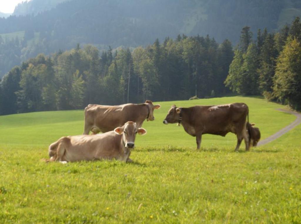Berghof Voeglerbrand Farm stay Andelsbuch